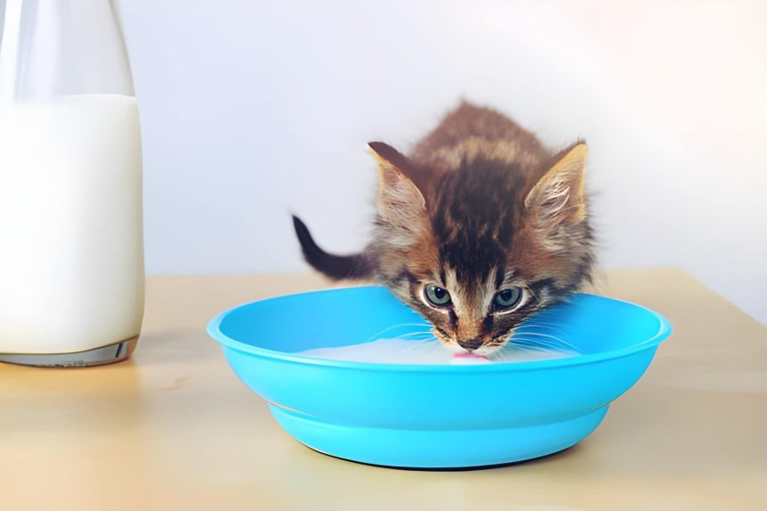 7 Things You Must Know Before Buying Cat Milk in Pakistan